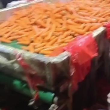 商丘通许红萝卜精品水洗三红胡萝卜产地现货欢迎采购