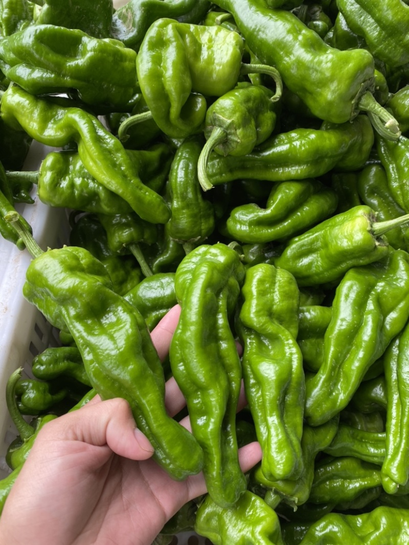 精品薄皮椒、供应各大商超、对接电商！一手货源！