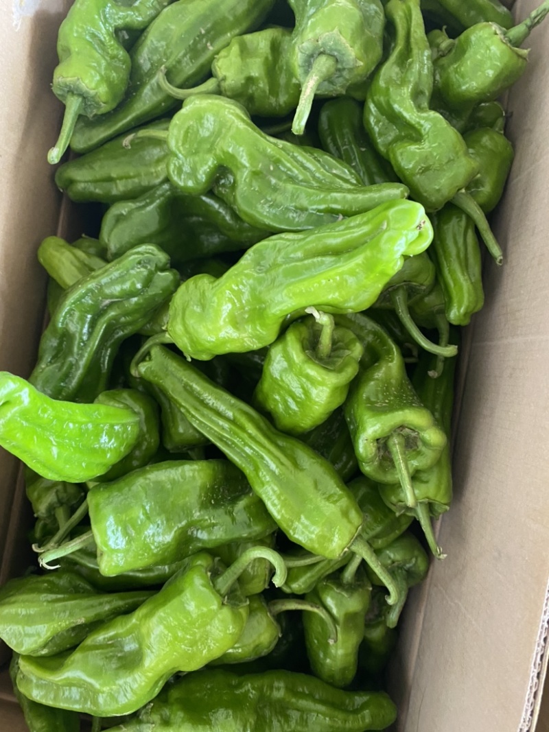 精品薄皮椒、供应各大商超、对接电商！一手货源！