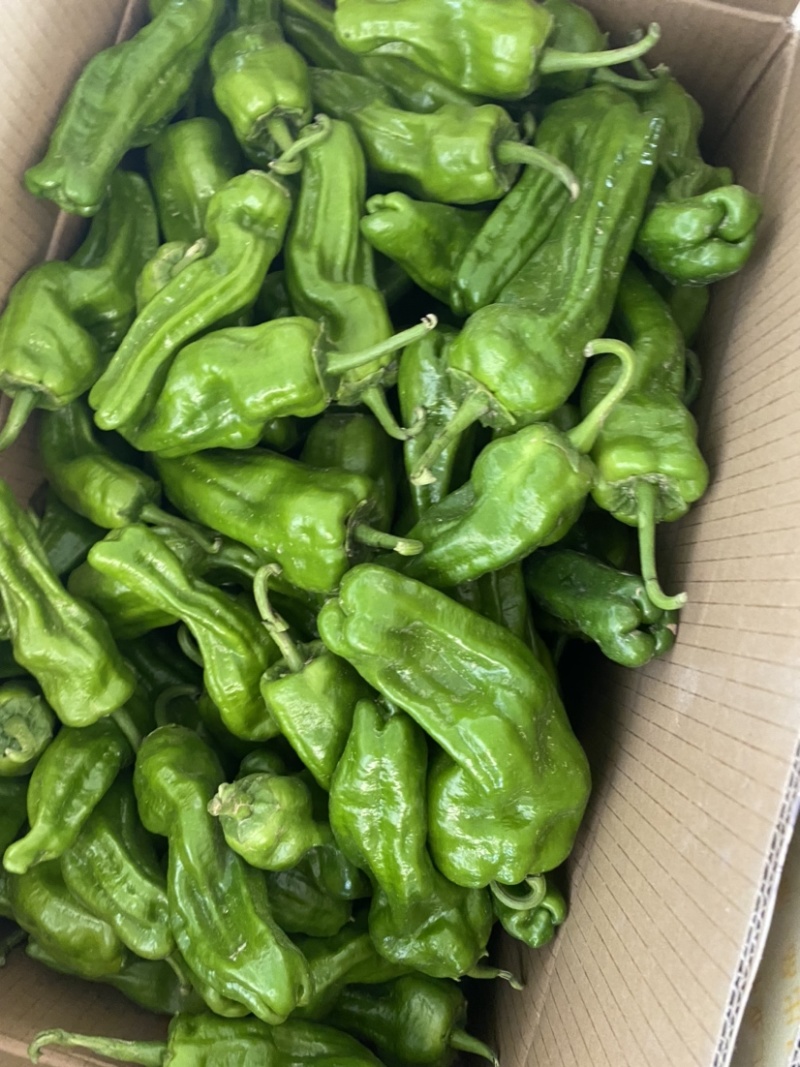 精品薄皮椒、供应各大商超、对接电商！一手货源！
