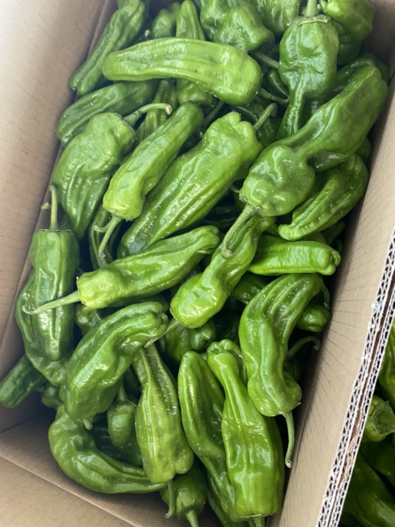 精品薄皮椒、供应各大商超、对接电商！一手货源！