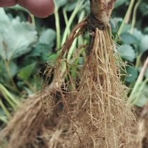 甜宝草莓苗现挖现卖根系发达成活率高脱毒草莓苗保品种