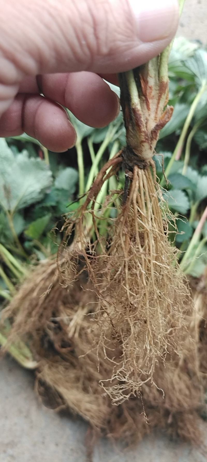 甜宝草莓苗现挖现卖根系发达成活率高脱毒草莓苗保品种