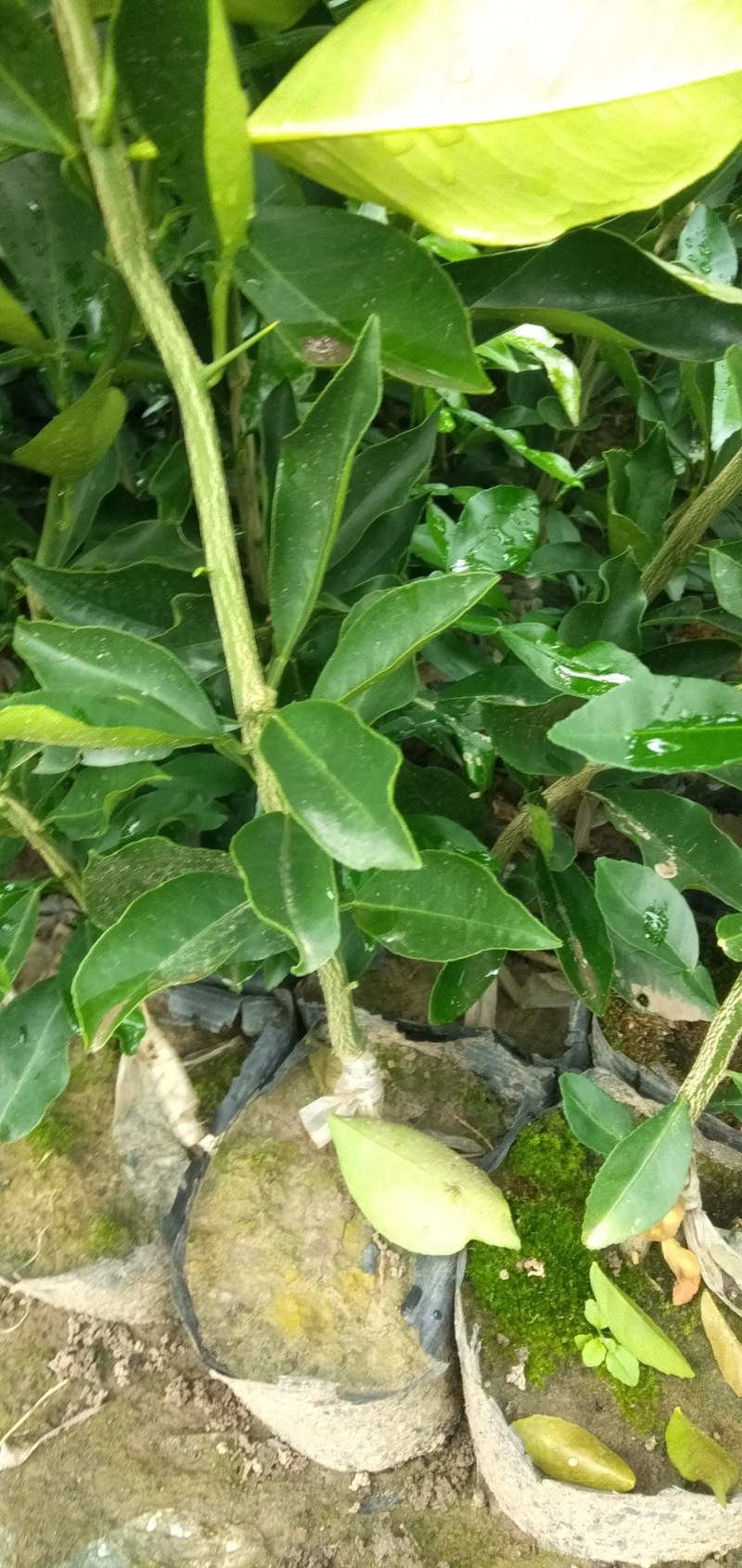 黄美人柑橘苗，糖度高，易薄皮，好管理。