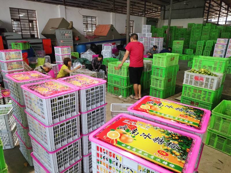500吨冰糖橙低价出手支持一件代发