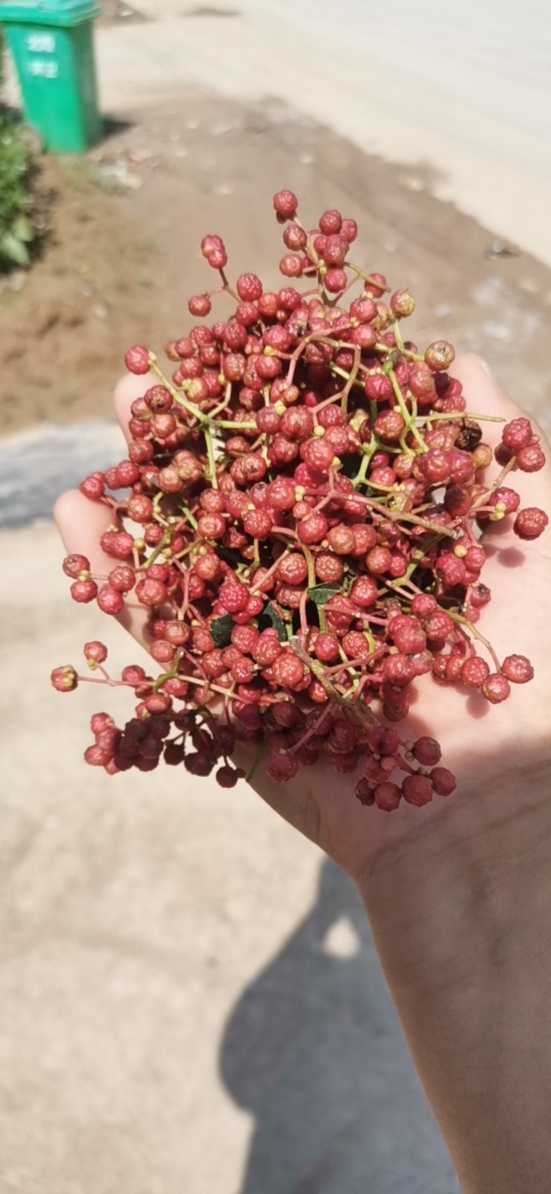 花椒陕西大红袍韩城花椒高海拔优质产地，麻香鲜红花椒！！！
