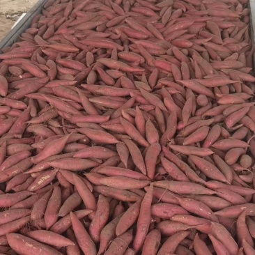 精品西瓜红红薯产地现货量大从优欢迎采购