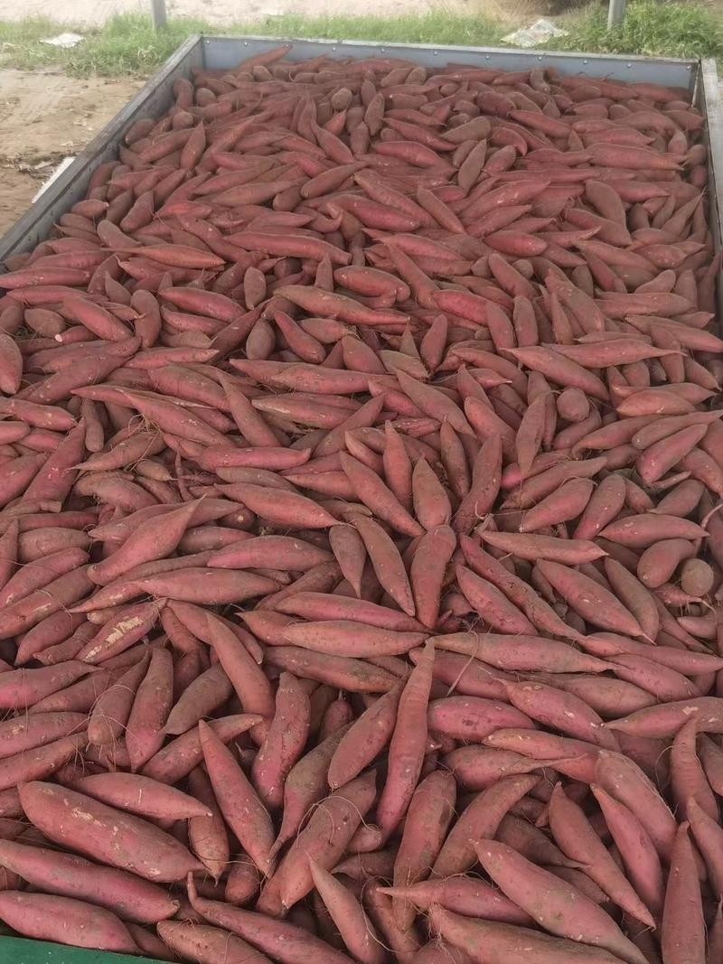 精品西瓜红红薯产地现货量大从优欢迎采购