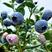 蓝莓云南露天蓝莓新鲜采摘、果感脆甜、基地直供一手货源