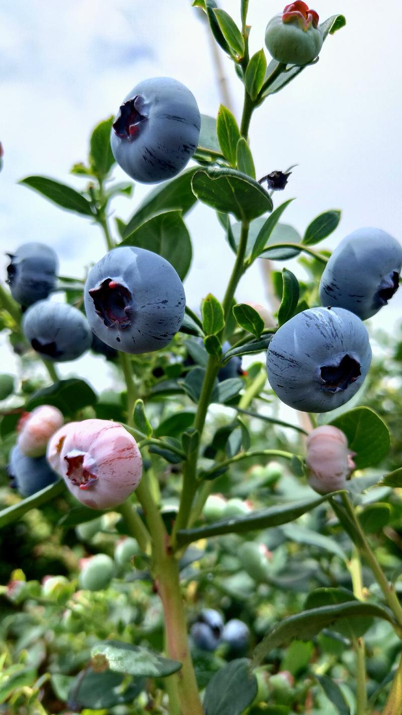 蓝莓云南露天蓝莓新鲜采摘、果感脆甜、基地直供一手货源