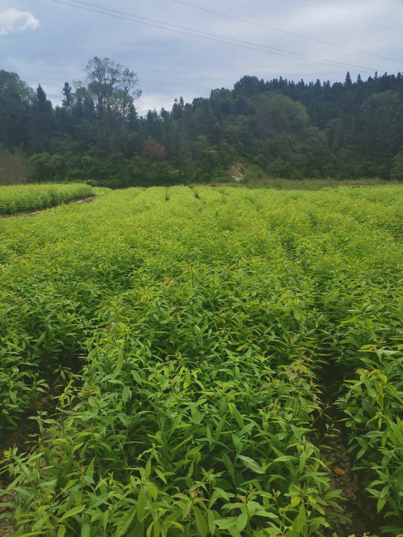 江西木荷小苗，80万木荷当年苗销售高，度30以上木荷