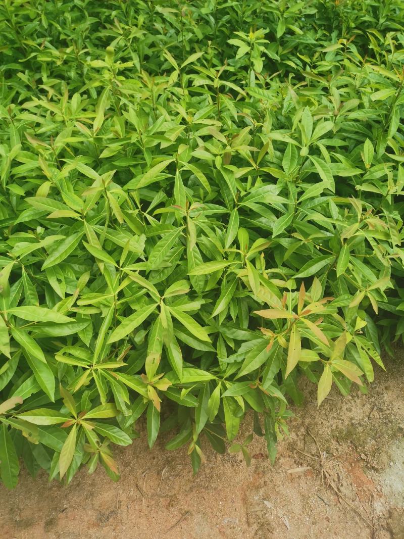 江西木荷小苗，80万木荷当年苗销售高，度30以上木荷