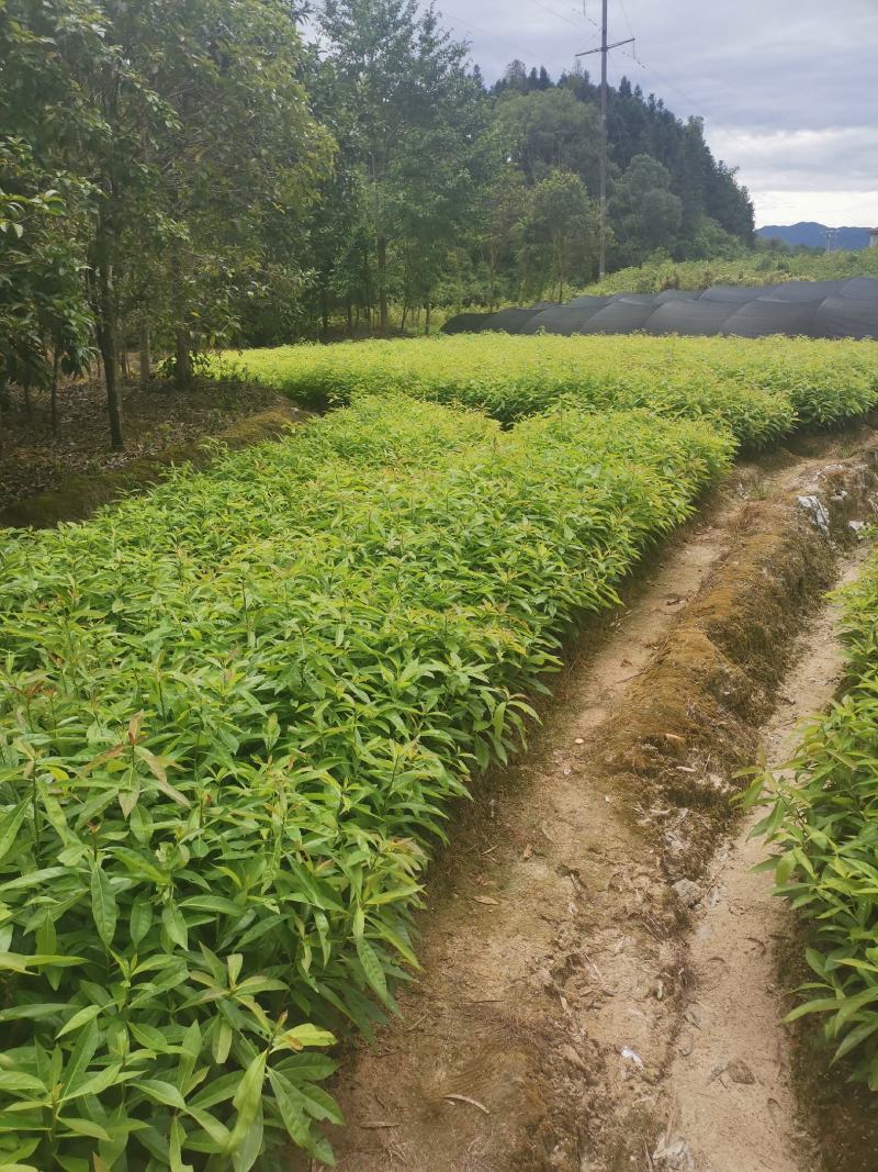 江西木荷小苗，80万木荷当年苗销售高，度30以上木荷