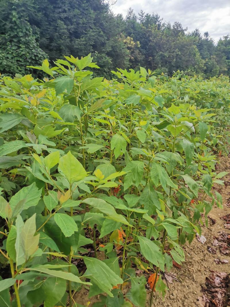 檫木小苗，高度60公分以上，基地主营树种，大量销售