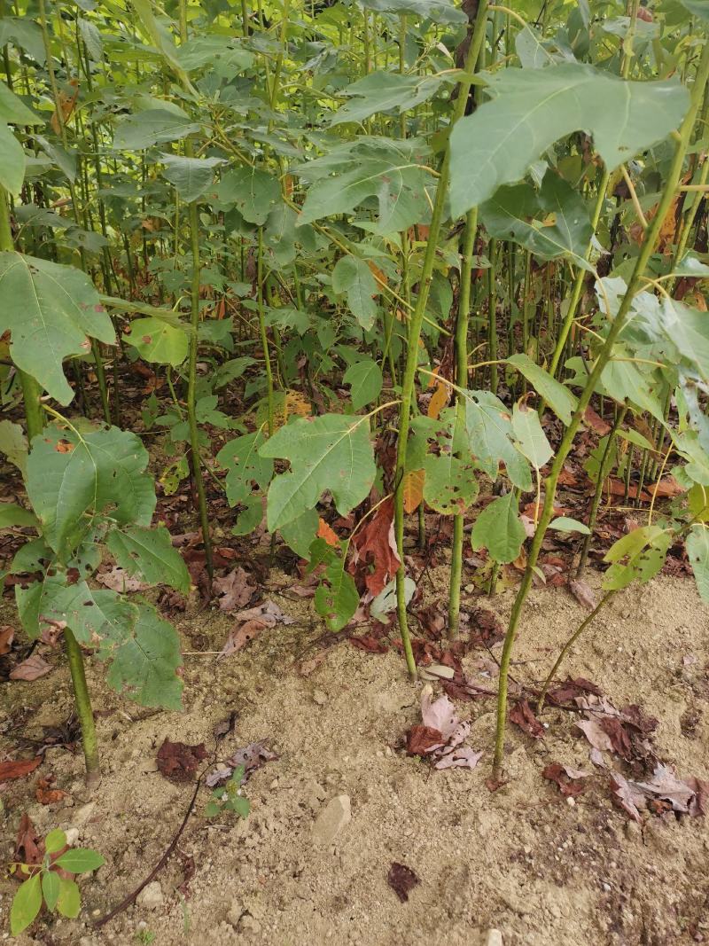 檫木小苗，高度60公分以上，基地主营树种，大量销售