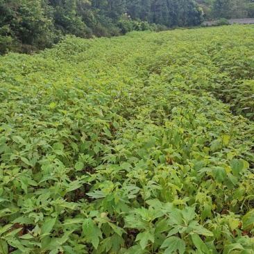 檫木小苗，高度60公分以上，基地主营树种，大量销售