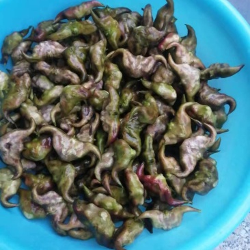 大菱角，大青菱，日销千斤，需要的老板提前两天联系！