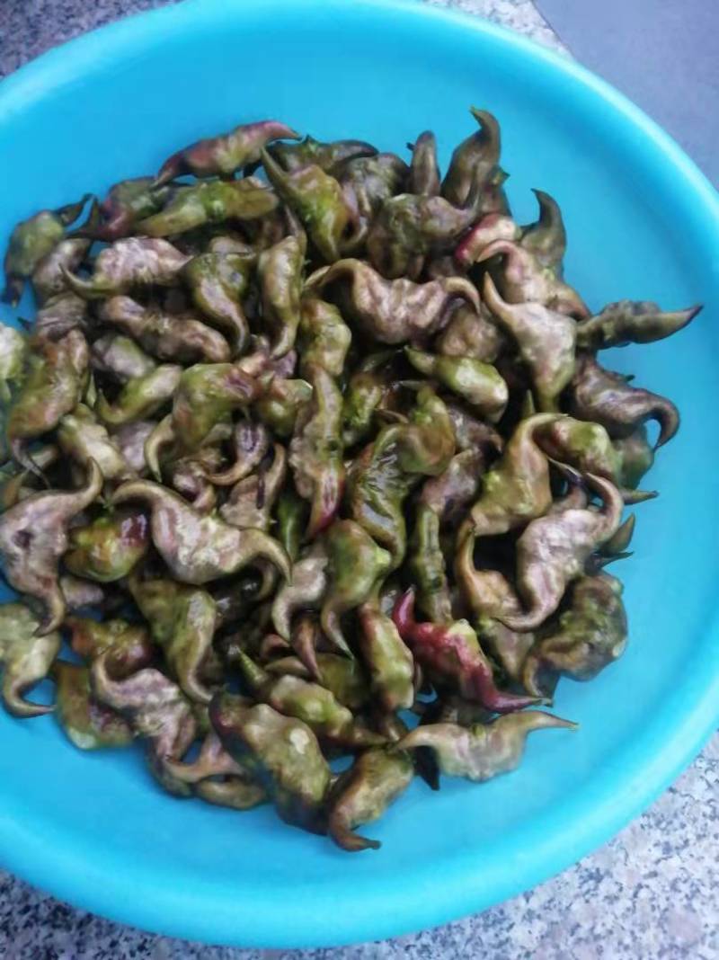 大菱角，大青菱，日销千斤，需要的老板提前两天联系！