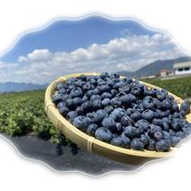 云南蓝莓抚仙湖露天蓝莓新鲜采摘一手货源品质保证欢迎
