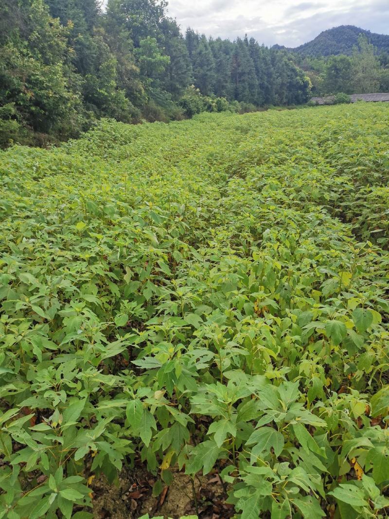 檫木苗，粗度0.5，高度60以上，产地直销，优质苗木