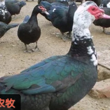 （场地直销）八个多月放养大种火鸭（番鸭）