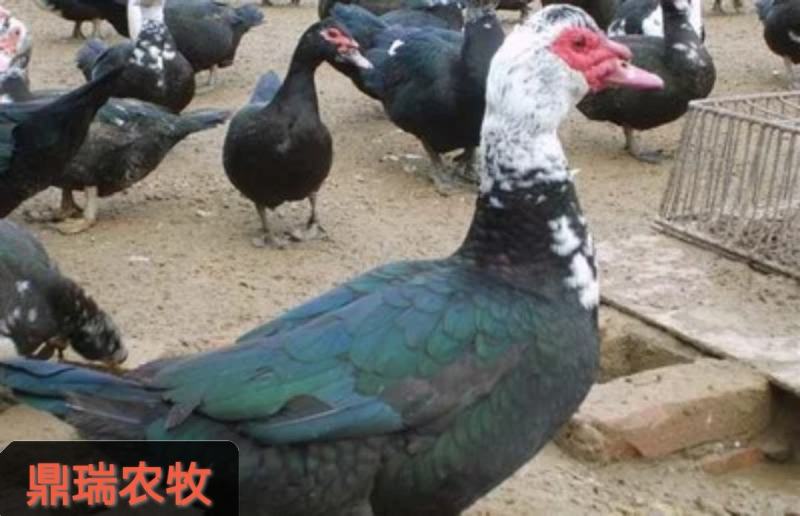 （场地直销）八个多月放养大种火鸭（番鸭）
