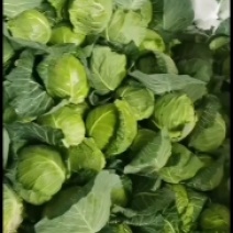 甘蓝上市供应中