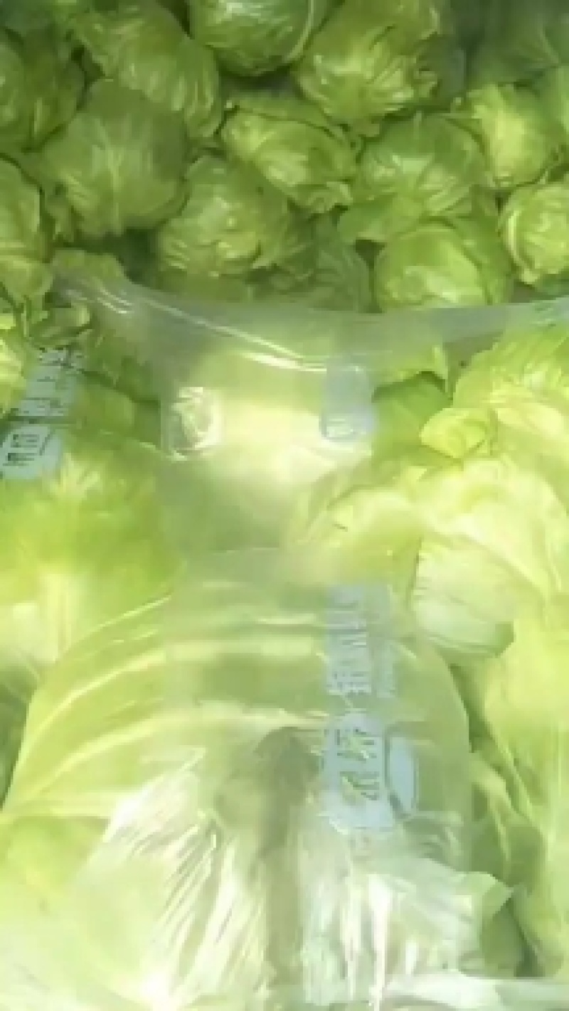 甘蓝上市供应中