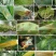 40%腈菌唑黑星白粉病杀菌剂黄瓜白粉月季白粉病杀菌剂