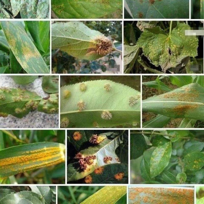 40%腈菌唑黑星白粉病杀菌剂黄瓜白粉月季白粉病杀菌剂