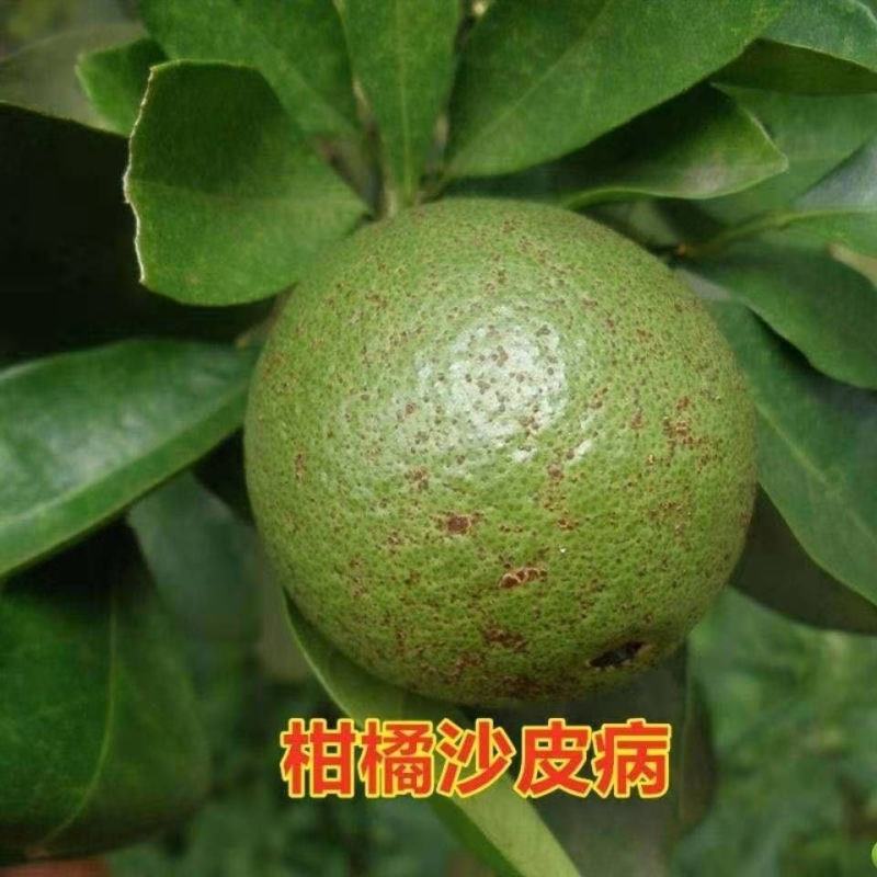 40%腈菌唑黑星白粉病杀菌剂黄瓜白粉月季白粉病杀菌剂