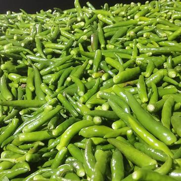 青小米椒，大量上市，品质保证，货源充足，可持续供货。