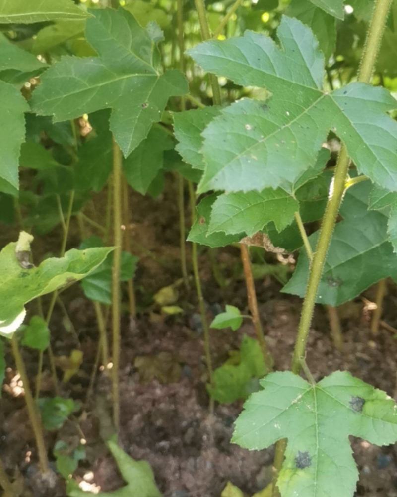 枫香苗，当年枫香小苗价格，一年枫香苗种植基地，批发销售