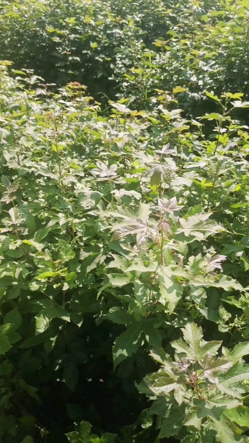 枫香苗，当年枫香小苗价格，一年枫香苗种植基地，批发销售