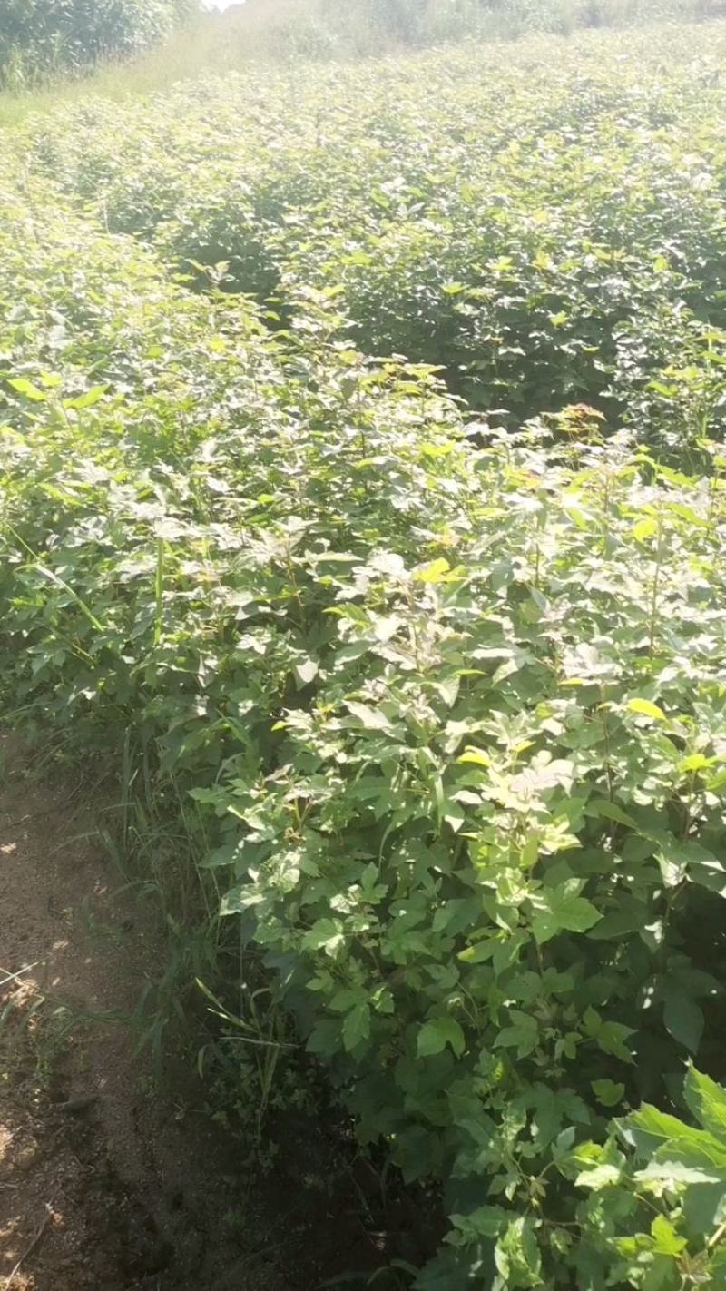 枫香苗，当年枫香小苗价格，一年枫香苗种植基地，批发销售