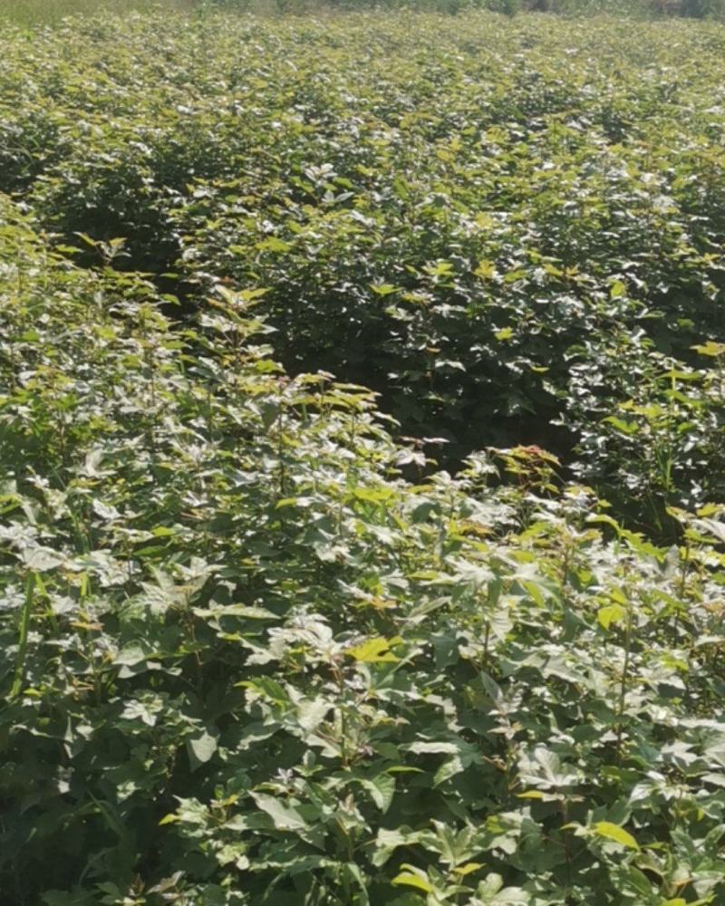 枫香苗，当年枫香小苗价格，一年枫香苗种植基地，批发销售