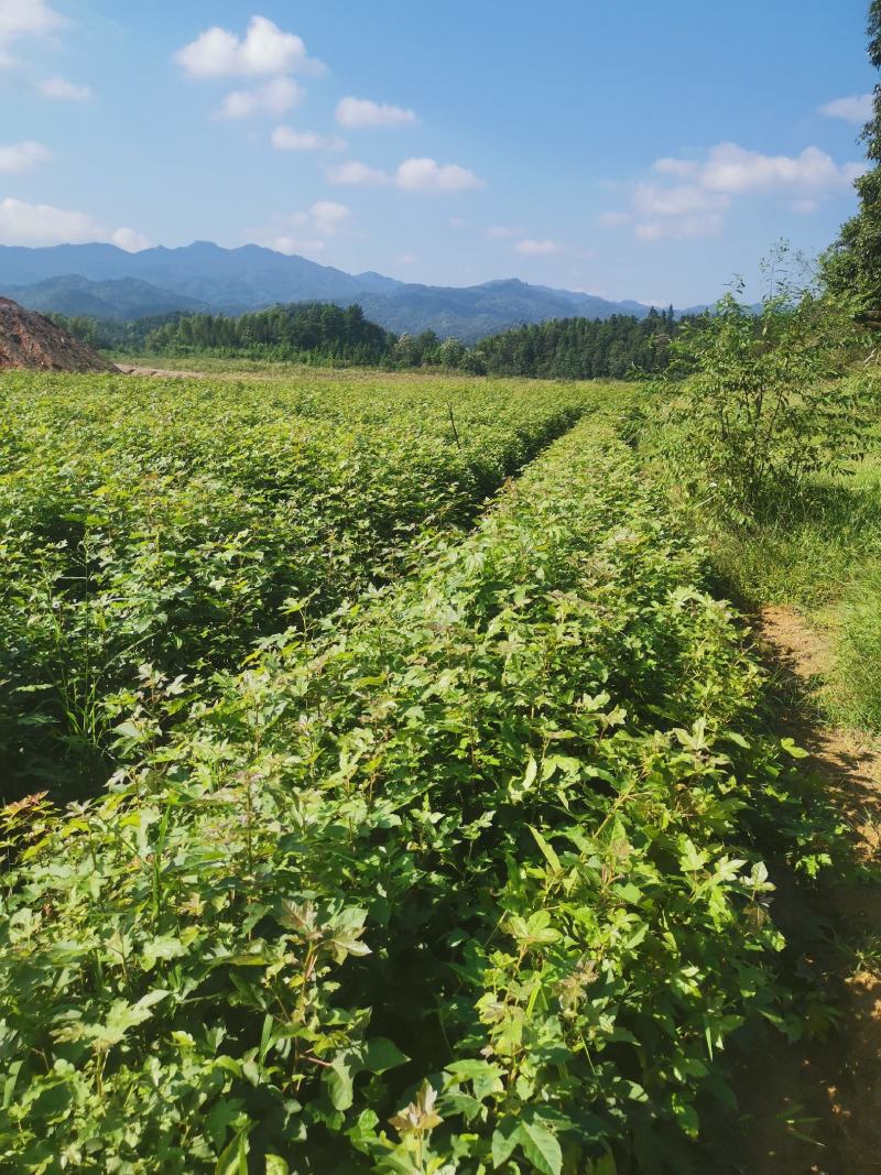 枫香苗，当年枫香小苗价格，一年枫香苗种植基地，批发销售