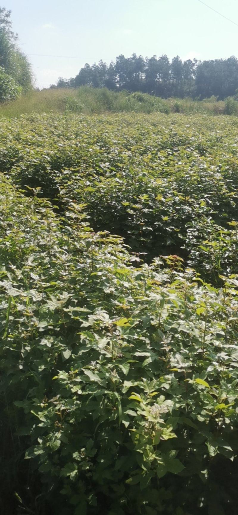 枫香苗，当年枫香小苗价格，一年枫香苗种植基地，批发销售