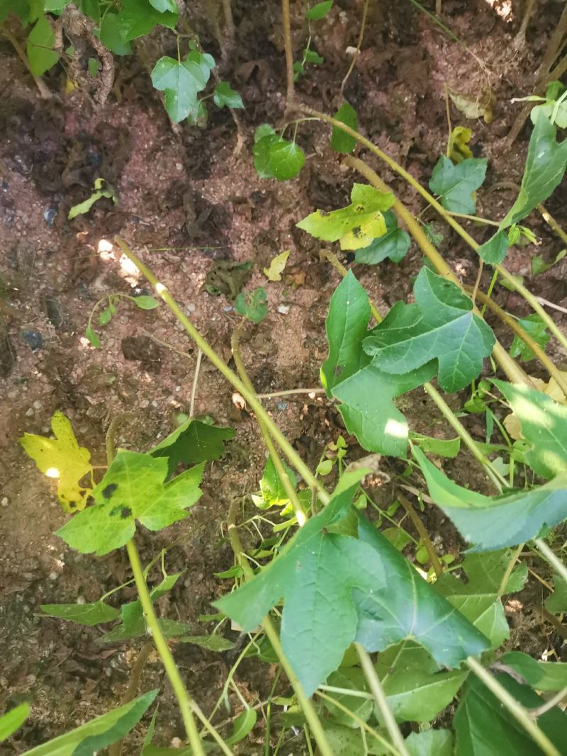 枫香苗，当年枫香小苗价格，一年枫香苗种植基地，批发销售