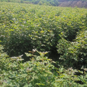 枫香苗，当年枫香小苗价格，一年枫香苗种植基地，批发销售