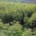 枫香苗，当年枫香小苗价格，一年枫香苗种植基地，批发销售