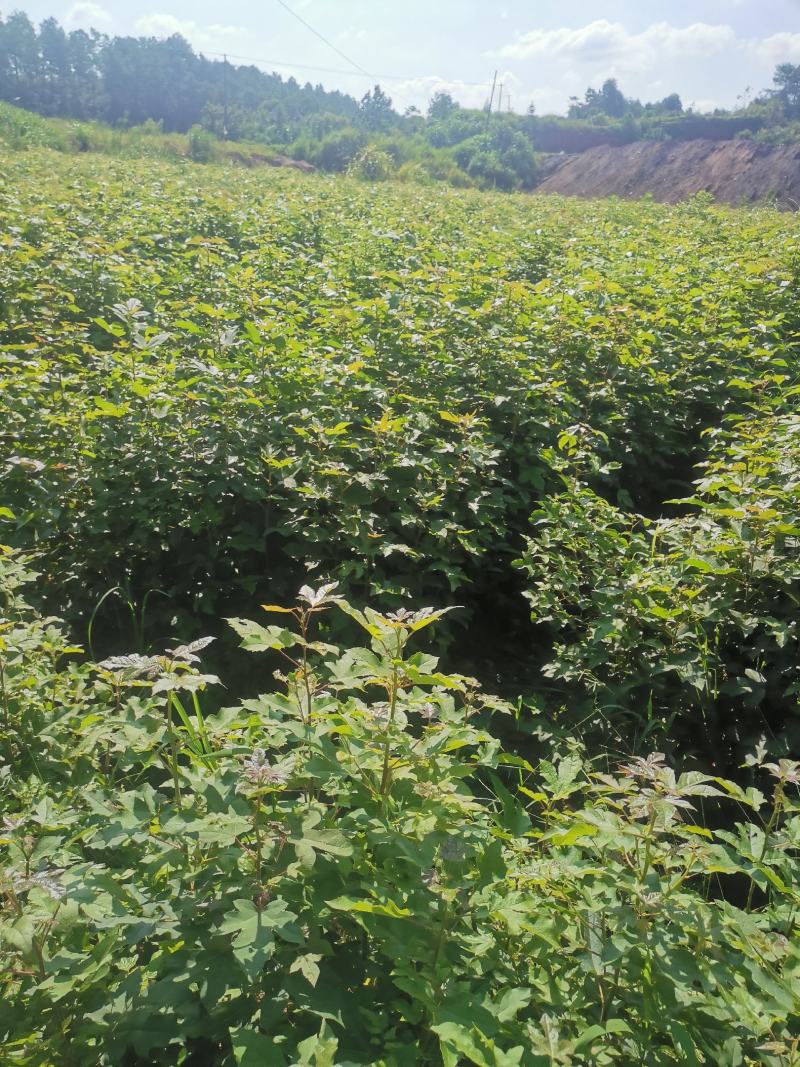 枫香苗，当年枫香小苗价格，一年枫香苗种植基地，批发销售
