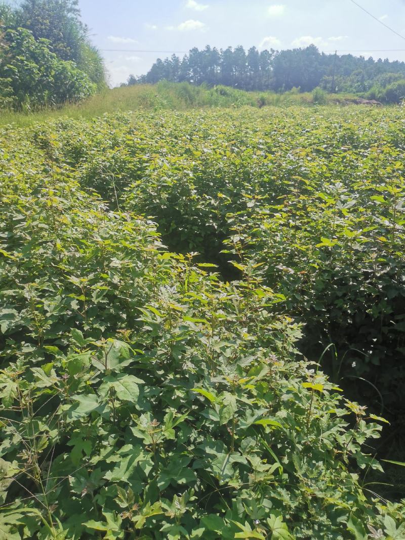 枫香苗，当年枫香小苗价格，一年枫香苗种植基地，批发销售