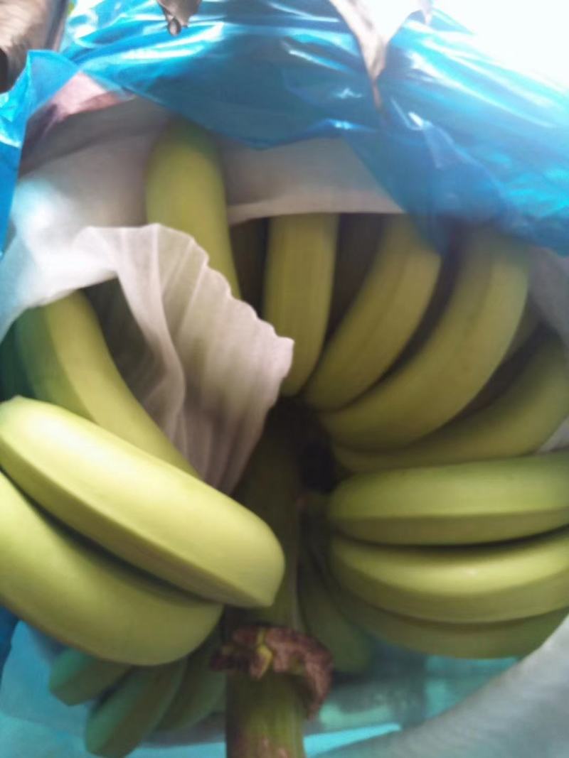 云南金平马安低大量上市中