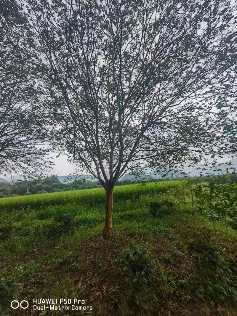河南供应精品川红老紫薇20—---35公分