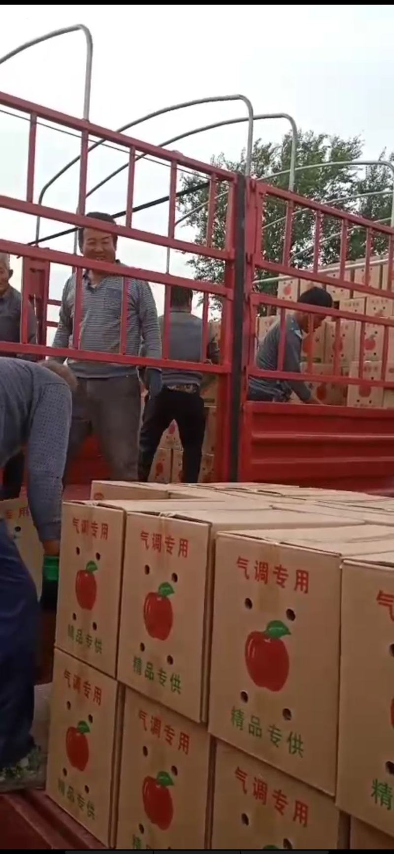宁夏红富士苹果优质产地,中卫苹果代办代收,诚信第一