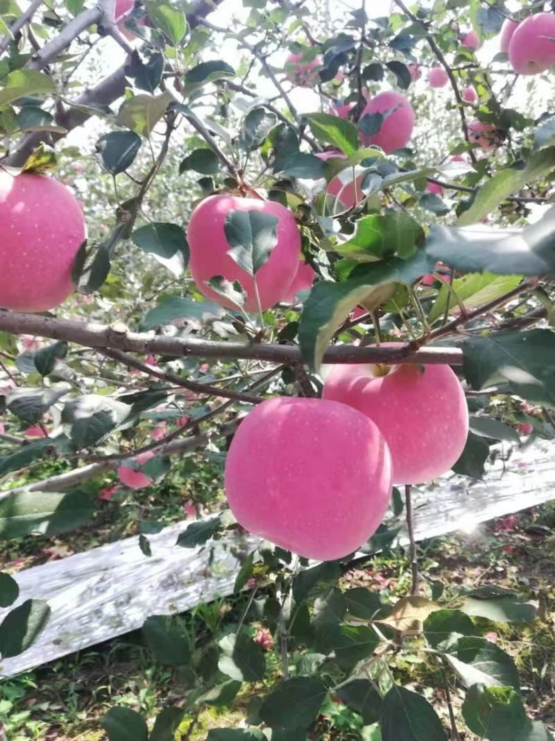 宁夏红富士苹果优质产地,中卫苹果代办代收,诚信第一