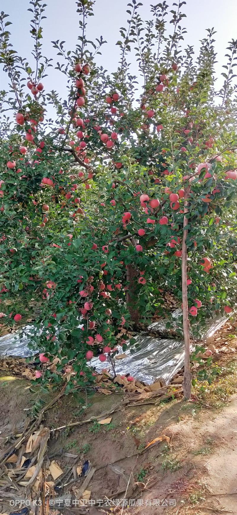 宁夏红富士苹果优质产地,中卫苹果代办代收,诚信第一