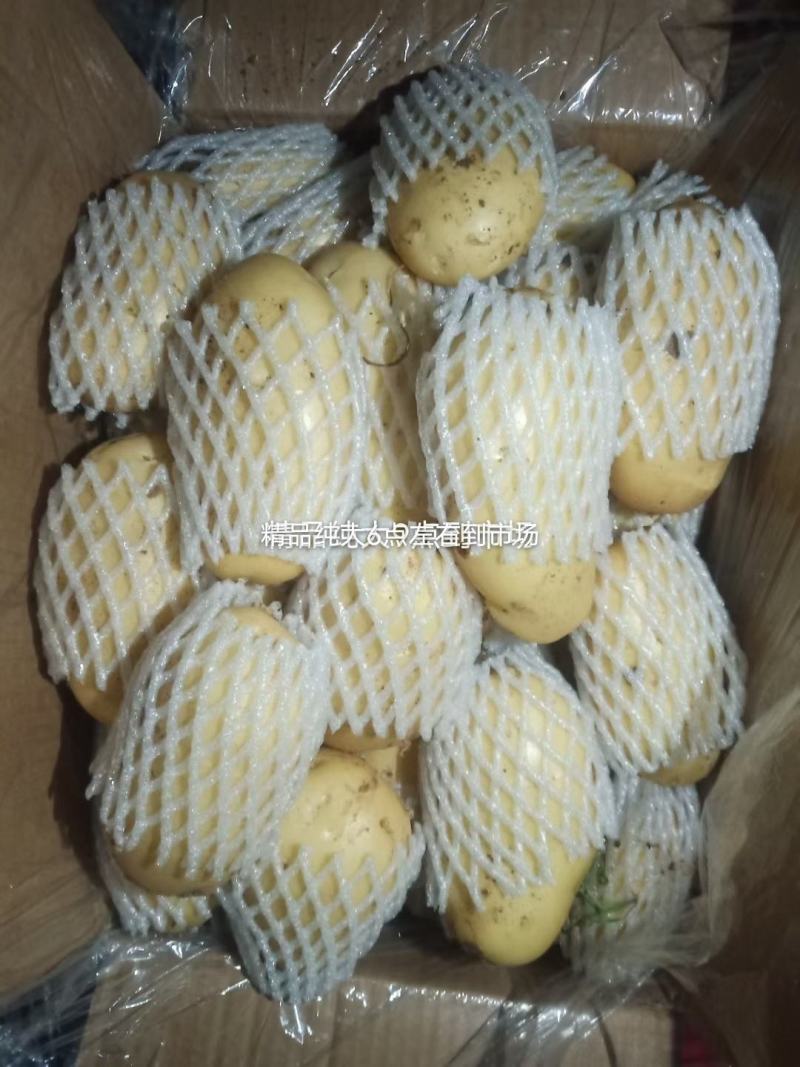 滕州3两通天大棚土豆，价格实惠，大量供应
