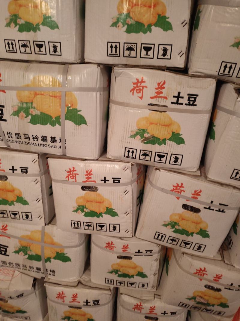 滕州3两通天大棚土豆，价格实惠，大量供应